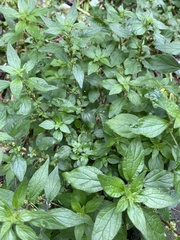 Parietaria officinalis