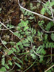 Chaerophyllum