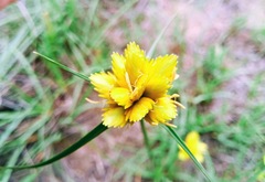 Cyperus sphaerocephalus
