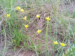 Cyperus sphaerocephalus