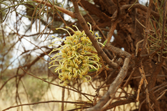 Hakea lorea