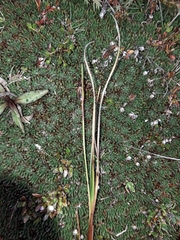 Rostkovia magellanica