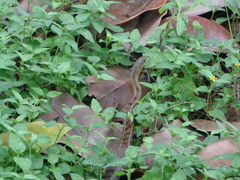 Amphiesma stolatum