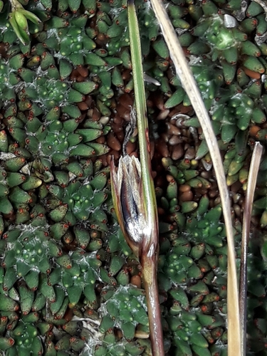 Image of Rostkovia magellanica by (c) naturewatchwidow, some rights reserved (CC BY)