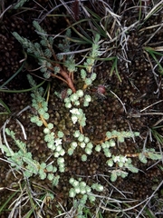 Kelleria paludosa