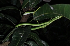 Ahaetulla prasina