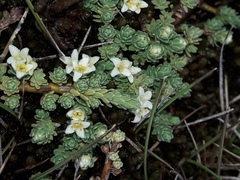 Kelleria paludosa
