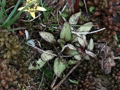 Gentianella amabilis