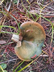 Lactarius aurantiosordidus
