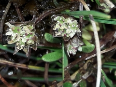 Chaerophyllum