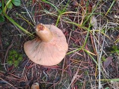 Lactarius aurantiosordidus