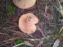Lactarius aurantiosordidus