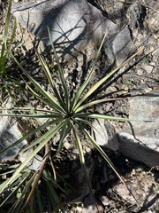 Yucca madrensis