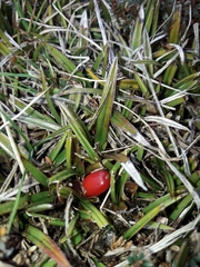 Astelia linearis