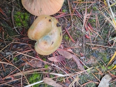 Lactarius aurantiosordidus