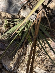 Yucca madrensis