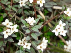 Pimelea oreophila