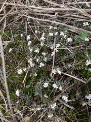 Pimelea oreophila