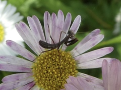Pseudomantis albofimbriata