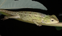Calotes versicolor