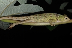 Calotes versicolor