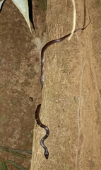 Lycodon travancoricus