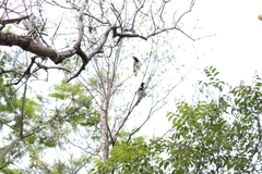 Cyanocorax cristatellus