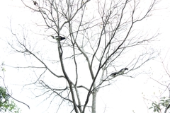 Cyanocorax cristatellus