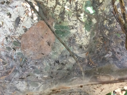 Agelena consociata