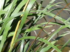 Pseudagrion ignifer