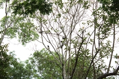 Cyanocorax cristatellus