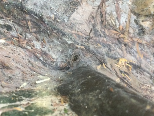 Agelena consociata