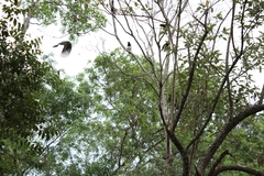 Cyanocorax cristatellus