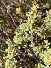 Salsola papillosa