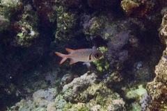 Myripristis violacea