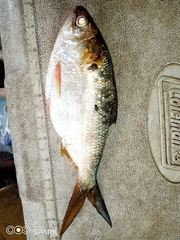 Bonga Shad photo 4