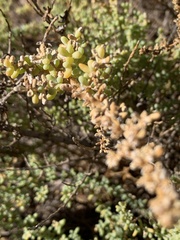 Salsola papillosa