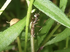 Pseudomantis albofimbriata