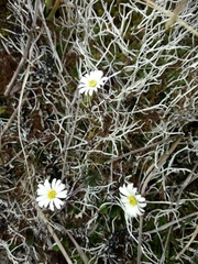 Celmisia laricifolia