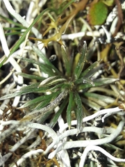 Celmisia laricifolia