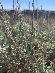 Anthyllis cytisoides