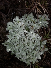 Argyrotegium