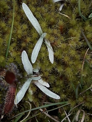 Euchiton