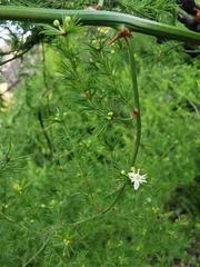 Asparagus