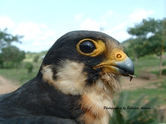 Falco cuvierii