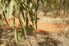 Corymbia