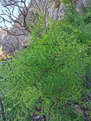 Asparagus