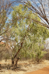 Corymbia