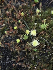 Leptinella pusilla