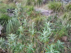 Berkheya carlinopsis
